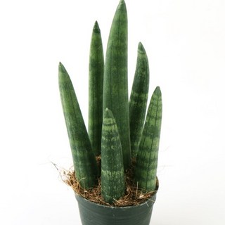 갑조네 예쁜 다육이식물 스투키(소품)(굵은무늬형), 1개, 단일