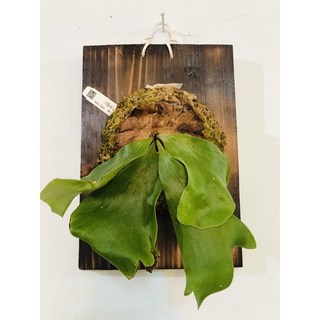 鹿角蕨 一物一拍 非圓交象耳，獨特居家裝飾，綠植盆栽