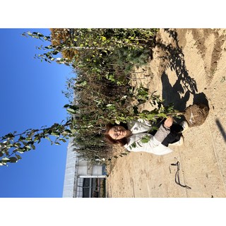 광일농원 보리수 4년 결실주 분뜨기, 1개