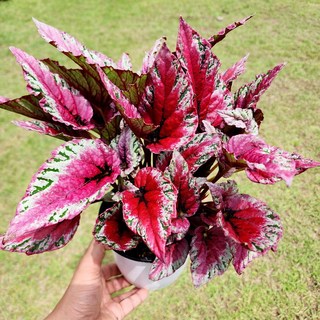 에덴플랜트 마우이썬셋 렉스 베고니아 지름14cm포트 중품 특이한잎 희귀식물 고급 화려한잎, 1개