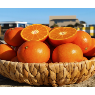 [딱2달] 신품종귤 평균14Brix 오렌지귤 홍매향, 1박스, 2kg