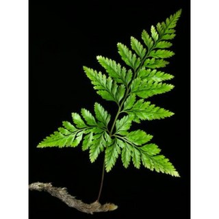 苔鑽 蕨類植物 觀葉植物 居家飾品 盆栽, 兔腳蕨1株（裸根寄送）,大小約（3-20cm，尺寸隨機寄送）, 1個