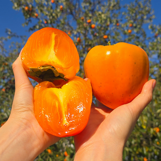 [마진포기] 산지직송 대봉감 초도당도 홍시용, 1박스, 10kg (51-60과)