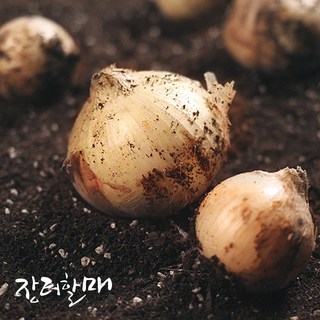속이 꽉찬 맛좋은 국내산 햇 양파 양파 3kg 5kg 10kg 중품 / 특품 장아찌용 요리용, 1박스, 양파 3kg(특품)