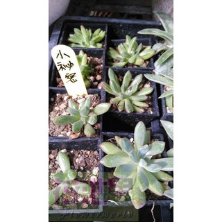 花花世界玫瑰園 多肉植物 小祕密 2吋盆栽 - 可愛療癒好照顧, 1個