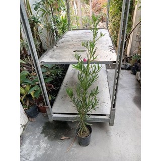 霏霏園藝 羅漢松苗 3吋盆 高度30公分以上, 1個