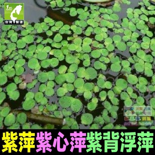 紫萍 紫心萍 浮萍 田萍 紫背浮萍(葉背紅紫色) 水生植物 魚飼料 淨化水質 魚缸裝飾 水族造景, 1個, 紫萍*3份