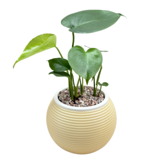 小品文化 龜背竹 4吋燈籠免澆水盆栽/水培植物, 黃色盆子, 1個