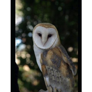 (英文圖書)Mastering & Prepare for GitHub Copilot Certification Guide GH 300: Prepare for t... 平裝版, Independently Published, 英文