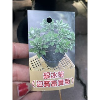 霏霏園藝根水菊3吋盆栽特價中 輕鬆為居家空間增添綠意與活力