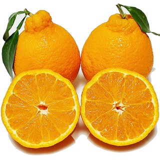 맛없음반품 새콤달콤한 한라봉 산지직송, 가정용포장, 한라봉 중과 3kg(13~16과), 1개