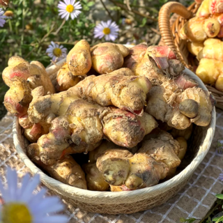 [산지직송] 흙생강 국내산 경북 햇생강 영주 봉화 생강, 1개, 1kg