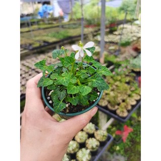 苔鑽 八重山屋久島/福爾摩沙 菫菜 裸根寄出 3-5公分 雨林植物/觀葉植物/微景觀生態瓶/盆栽/辦公室, 1個, 福爾摩沙菫菜（裸根寄送）,不一定有花朵，3-5公分左右