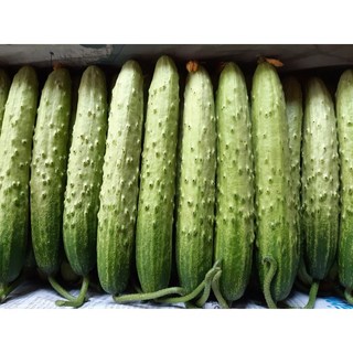 백오이 상주오이 흙침 오이지용 소백이용 100개, 1개, 18kg