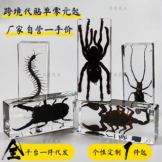 璟翎工藝 昆蟲標本 鍬形蟲 蠍子 螳螂 蜘蛛 生物科普教學 樹脂擺件 小眾禮品, 1個, 【限時特惠】鏈接現貨款式隨機發,11*4.5*2.8cm