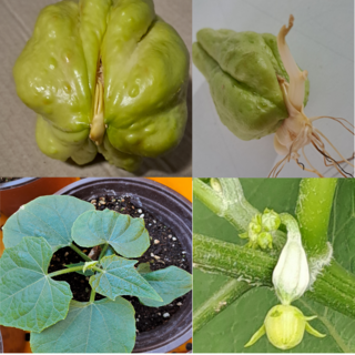 차요테 종자 씨앗 (최상품 5개 이상), 1박스, 1kg