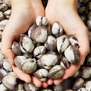 국내산 여수직송 제철 새꼬막, 1개, 새꼬막 (대) 1kg