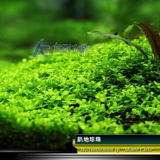 【AC草影】趴地珍珠散裝(5x5cm)水上葉 - 綠水草 前景草 新大珍珠 水生植物 大葉珍珠草 造景水草, 1個, 趴地珍珠散裝（5x5cm/水上葉）