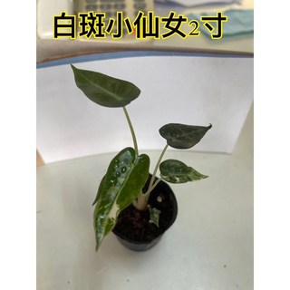霏霏園藝白斑小仙女2寸盆栽 室內綠植盆栽 療癒系植物 新手推薦, 1個
