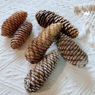 綜合松果 染色松果 果實 DIY 拍照道具 落葉松 大松花 小毬果 刷白 玫瑰杉松 花圈佈置 花圈材料 藤蔓花圈, 雪花 白雲山10-12公分（1顆）