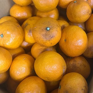 25년 카라향 제주카라향 황금향 수라향 진지향 5kg, 1개