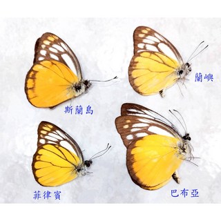 蝴蝶標本A1 黃裙粉蝶 不同產地四隻一組 未展翅完整乾貨 昆蟲收藏送禮佳品