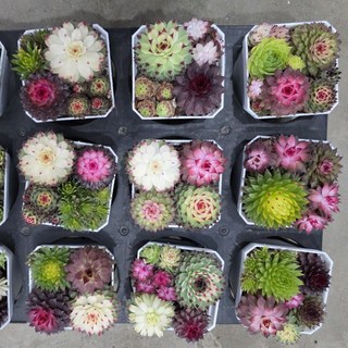 바위솔 모듬 반려식물 다육식물 선인장 에이피플랜츠, 1개, 기본