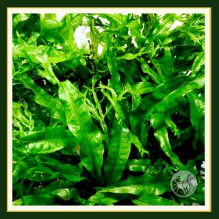 皇家水族・鹿角鐵皇冠《1盆》不需co2陰性草中後景草水草，輕鬆打造水族箱自然美景, 數量5盆以上