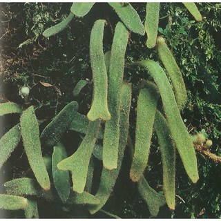 絨毛石葦 盆栽蕨類植物, 1個