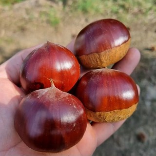 꿀품 국내산 공주 부여 밤 알밤 햇밤 왕밤, 1개, 알밤 2kg (대/개당 24g이하)