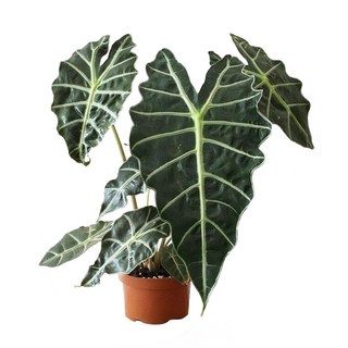 萬花叢 觀葉植物【黑葉觀音蓮】4.5吋盆栽 (株高10-20cm) 室內盆栽 淨化空氣, 黑葉觀音蓮, 1個