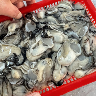 최상급 굴 햇굴 생굴 세척 당일작업 깐굴 통영 1kg, 1개, 최상급 1kg (해수포함)