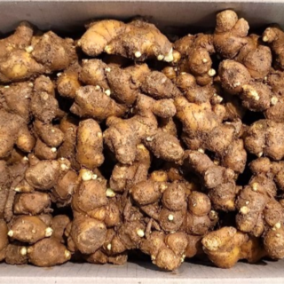 등록된 생강 재래종 종자 태안 씨생강 흙생강 1kg 5kg 10kg, A1. 종자생강 1kg, 1개
