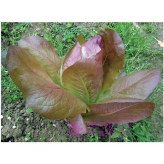 野菜部屋 紅直立萵苣種子 22公克 爽脆多汁, 1包