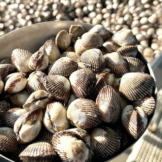 [먹부부] 벌교 생물 새꼬막 산지직송, 1개, 새꼬막(대) 1kg (85미 내외)