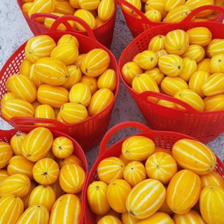 [한정특가] 대형마트납품 고당도선별 성주 꿀 참외, 1박스, 고당도 가정용 10kg