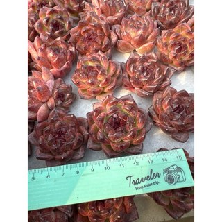 MC多肉園 嚴選韓國進口多肉植物 多款選項 療癒盆栽, 1個, 重慶森林