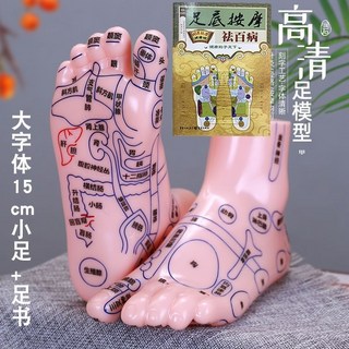 足部按摩模型人體穴位圖 腳丫足底反射區經絡足療工具, 1個, 小號足15cm大字+足書送足圖