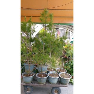 霏霏園藝 五葉松，8-9吋盆，高度約200公分, 1個