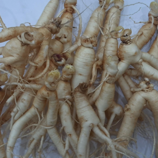 파삼 1kg 실속형 가정용인삼 작은파삼 1kg 40-50뿌리 내외, 1kg 45-55뿌리세척 (0), 1개