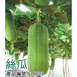 醬米資材 DIY種子栽種 絲瓜 家庭園藝 盆栽蔬菜 陽台種植, 1個