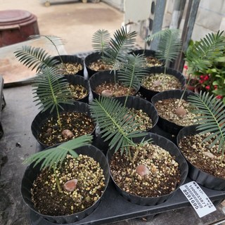 디운 에둘레 소철 에이피플랜츠, 2개, 기본