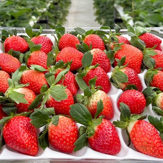 논산 하우스 설향 딸기 생딸기 특품, 1개, 잼/청용 1kg (흠과)