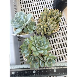 MC多肉園 嚴選多肉植物三顆一組優惠區 一物一拍 多肉盆栽, 1個, 雪兔.火星兔.粉水晶