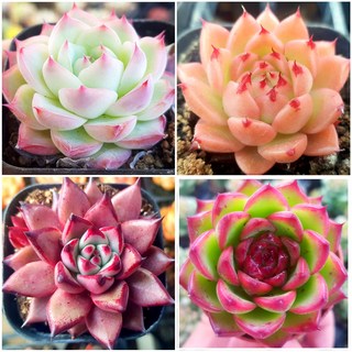 샤방샤방 미니다육이 세트, [1번- 4종세트], 1개