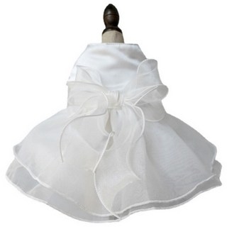 키밍 반려동물 드레스 착용샷