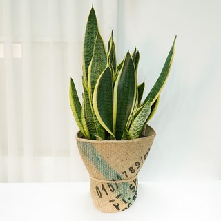 갑조네 산세베리아 슈퍼바 대품 반려식물 플랜테리어 다육 개업선물, 산세베리아 슈퍼바(대품) 개별배송, 1개, 혼합색상