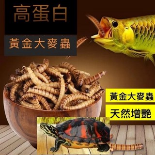黃金大麥蟲乾、大麥蟲乾、蠅蛆、麵包蟲乾、南極蝦乾、蟋蟀乾 鳳凰蟲 烏龜、水龜 、蜜袋鼯、刺蝟、倉鼠, 1個, 黑水虻乾100克