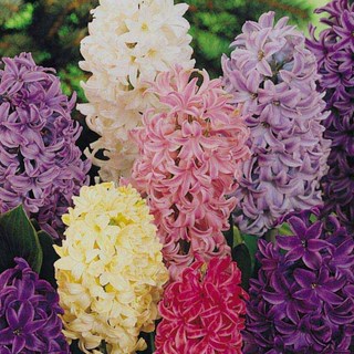 실내예쁜꽃화분 히아신스 구근모종5종세트, 1개