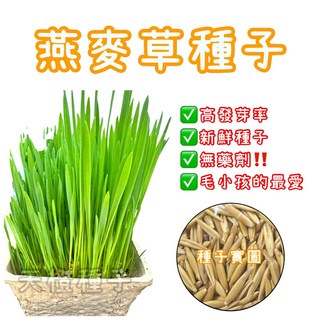 高發芽率新鮮燕麥草種子，無藥劑寵物草糧，幫助消化吐毛球, 1個